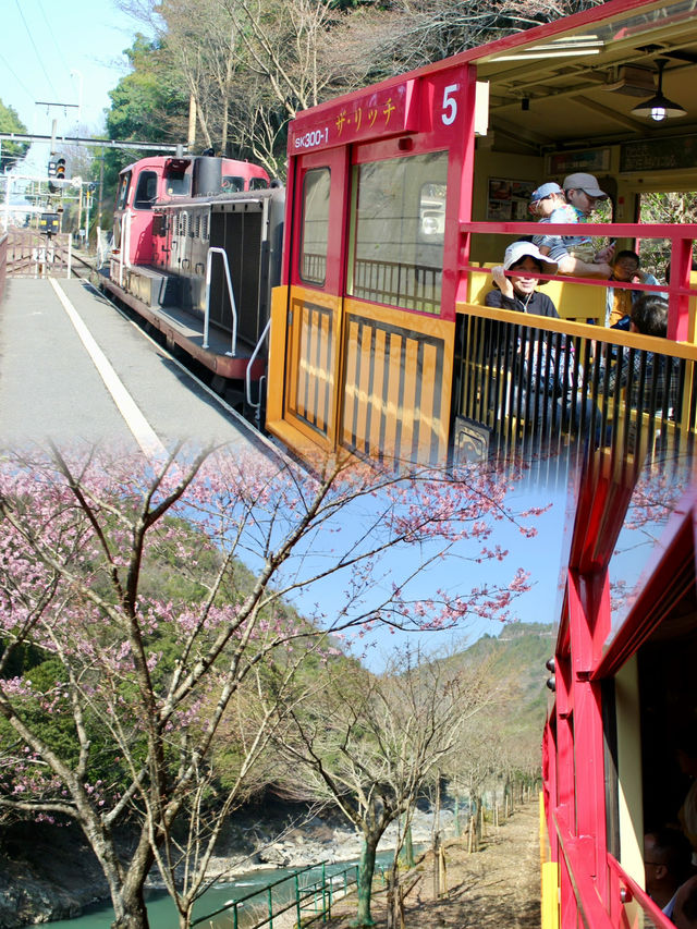 Spring Awakens: A Scenic Journey on the Sagano Arashiyama Train