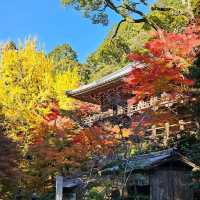 日本紅楓季秘境，漫步書寫山。