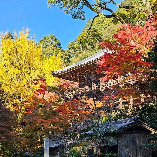 日本紅楓季秘境，漫步書寫山。