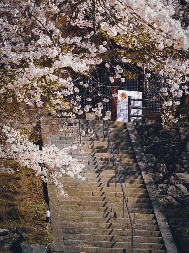 【春の談山神社】奈良の桜と歴史の絶景を満喫！