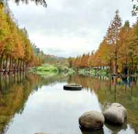 拜訪月眉濕地的紅色聖誕樹