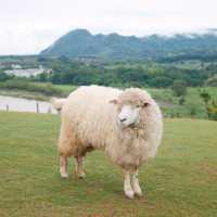 🐑 ฟาร์มแกะเปิดใหม่ในตัวเมืองเชียงราย