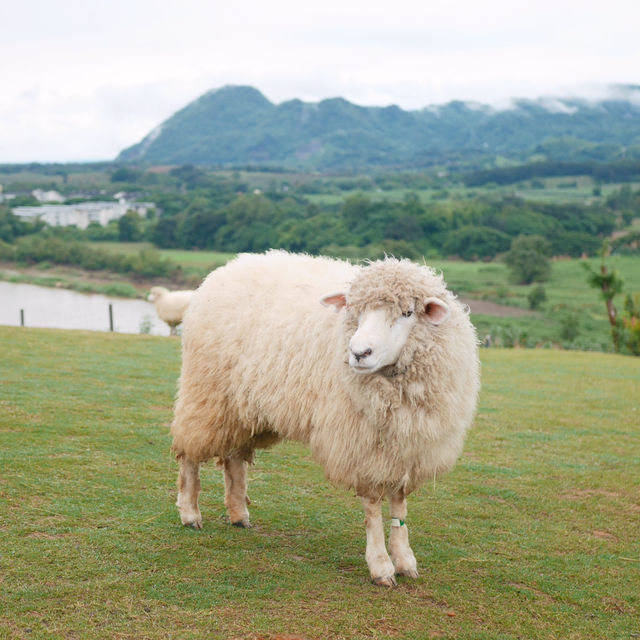 🐑 ฟาร์มแกะเปิดใหม่ในตัวเมืองเชียงราย