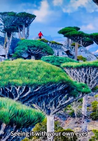 The mysterious Socotra Island with alien and strange flora and fauna  