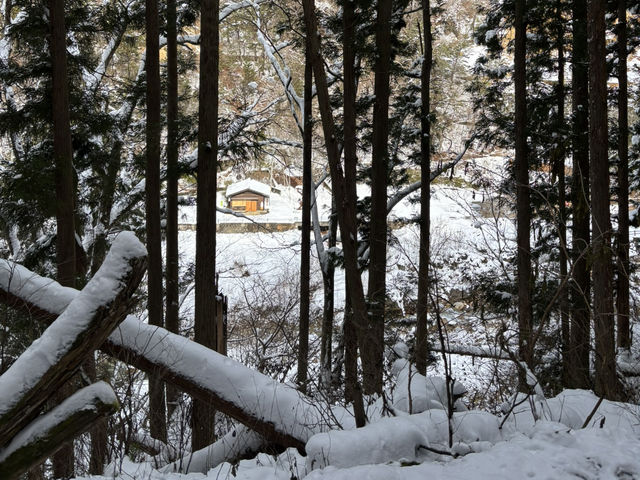 《長野県》地獄谷野猿公苑