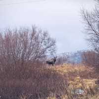 Surprise encounter