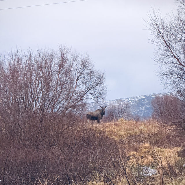Surprise encounter