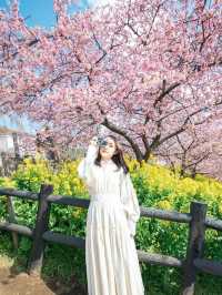 【神奈川】2月半ば見頃の桜スポット🌸