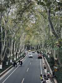 Beautiful Wutong Road in Nanjing