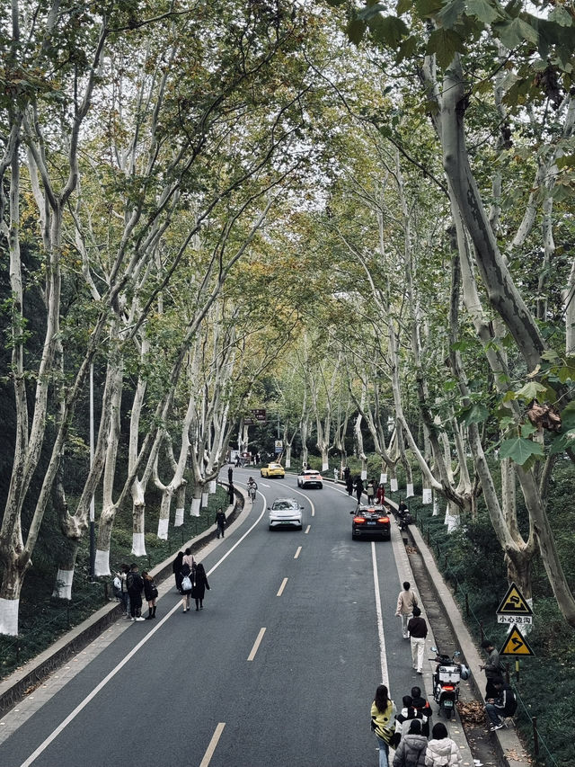 Beautiful Wutong Road in Nanjing