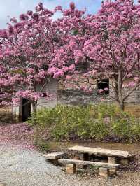 A Sea of Purple in China — Tabebuia impetiginosa