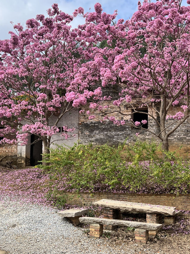 A Sea of Purple in China — Tabebuia impetiginosa