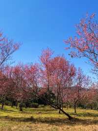 ภูลมโล (อุทยานภูหินร่องกล้า)