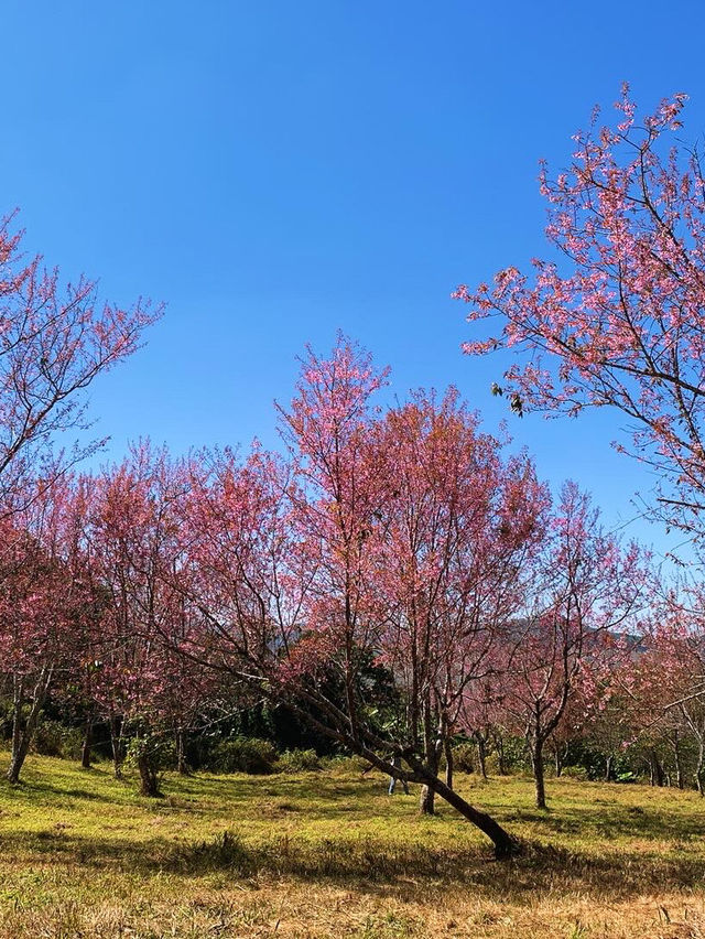 ภูลมโล (อุทยานภูหินร่องกล้า)