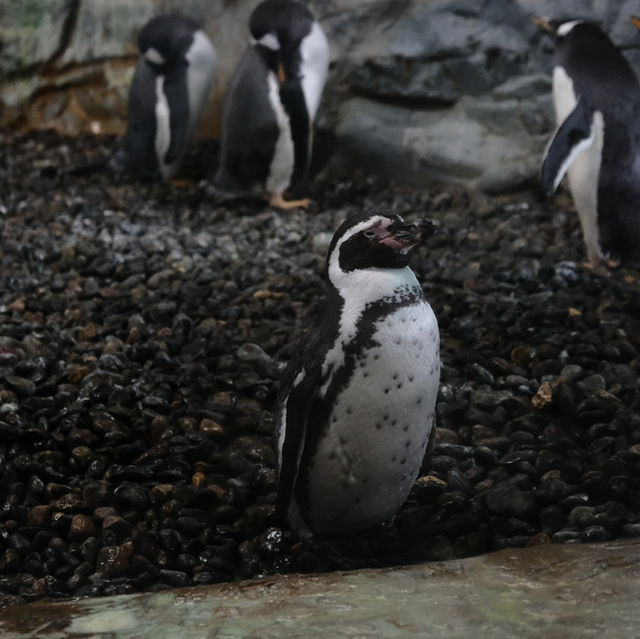🇯🇵Asahiyama zoo
