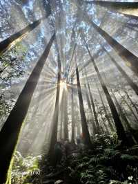 巧遇夢幻的斜射光及雲海在加里山