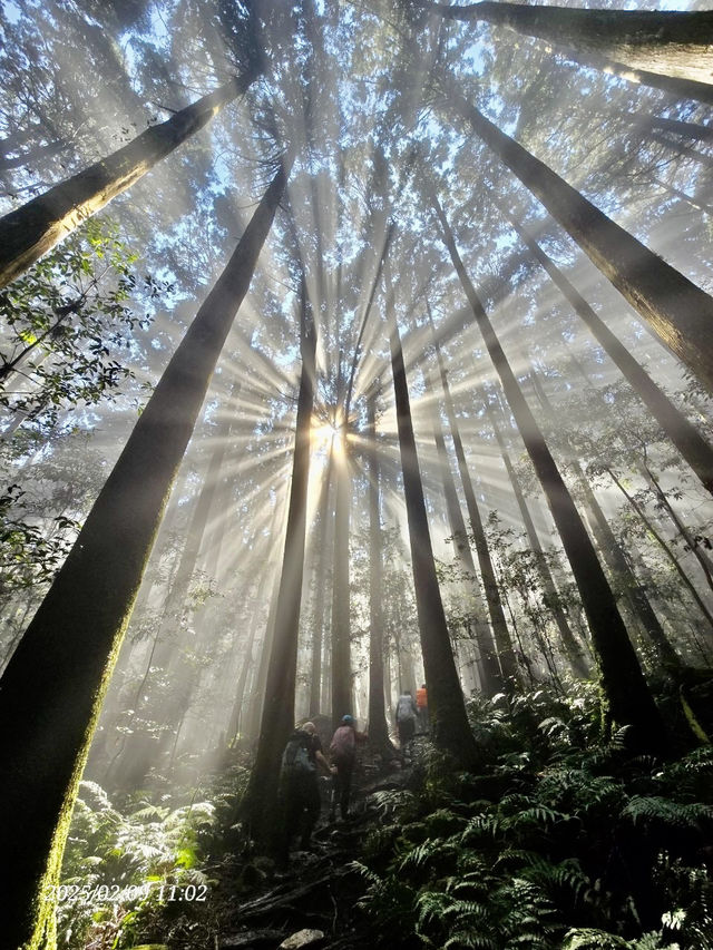 巧遇夢幻的斜射光及雲海在加里山