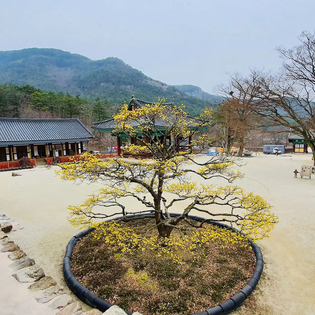 来蘇寺 