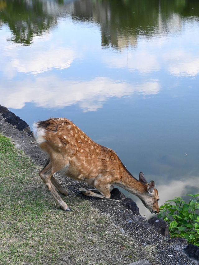 奈良公園ぶらりお散歩