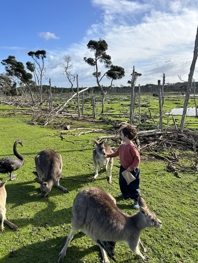 Phillip Island เมลเบิร์น🇦🇺 