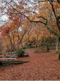 秋は深紅の絨毯が広がる森林公園