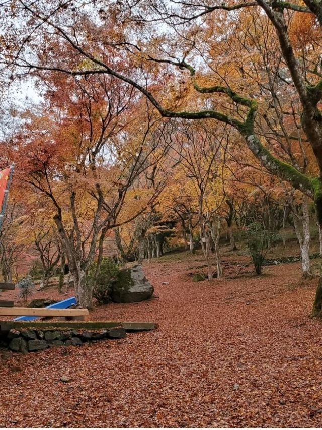 秋は深紅の絨毯が広がる森林公園