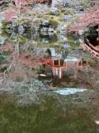 【京都府】桜の名所で紅葉を愉しむ