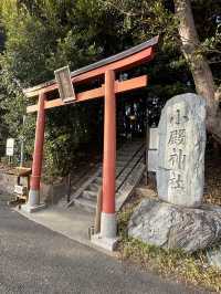 南部（みなべ）梅林へ今年初めての梅を見に❤️