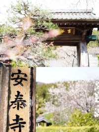 【愛知×吉良】「家康公鎧掛けの松」が伝わる寺院 春はお花がいっぱい！