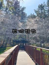 귀여운 배와 벚꽃을 구경할 수 있는 부산 명소
