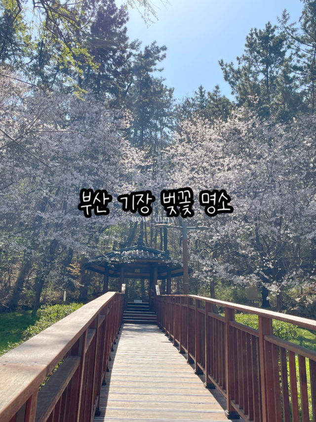귀여운 배와 벚꽃을 구경할 수 있는 부산 명소