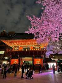 【東京×神田明神の桜】  