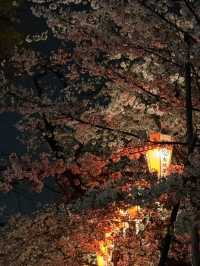 上野公園夢中的夜櫻：心靈的溫暖之舞