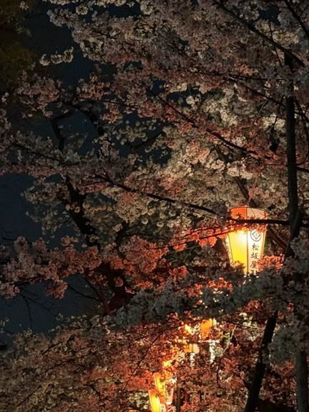 上野公園夢中的夜櫻：心靈的溫暖之舞