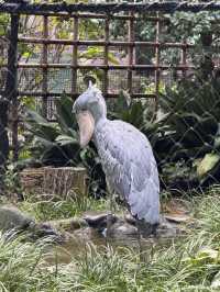 秋葉原、淺草與上野動物園的一日遊冒險 🌟