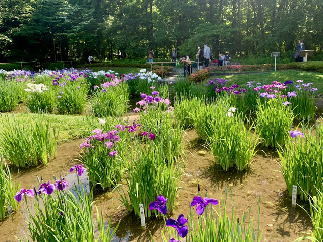 【東京】皇居東御苑 菖蒲の美しい景色 