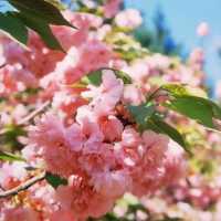 聚龍山公園🌸 櫻花谷🌸