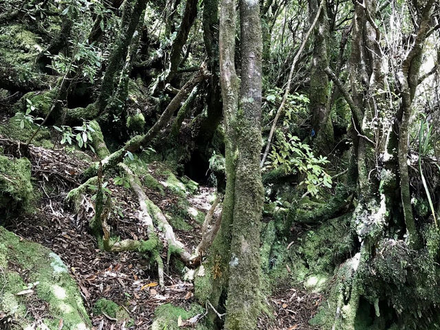 Hauraki Gulf: Where Nature's Beauty Meets Hiking Adventures