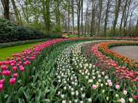 "Keukenhof: The World's Most Beautiful Spring Garden"