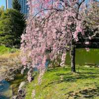 Nakajima Park
