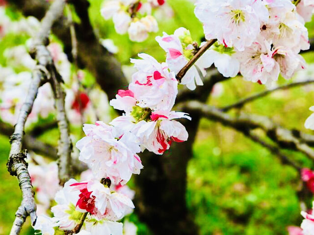 Osaka Castle Park in Bloom: A Springtime Hiking Adventure