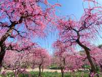 สวนดอกบ๊วย Nabana No Sato