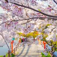 🌸 **垣生公園（Habu Park）櫻花觀賞遊覽分享** 🌸