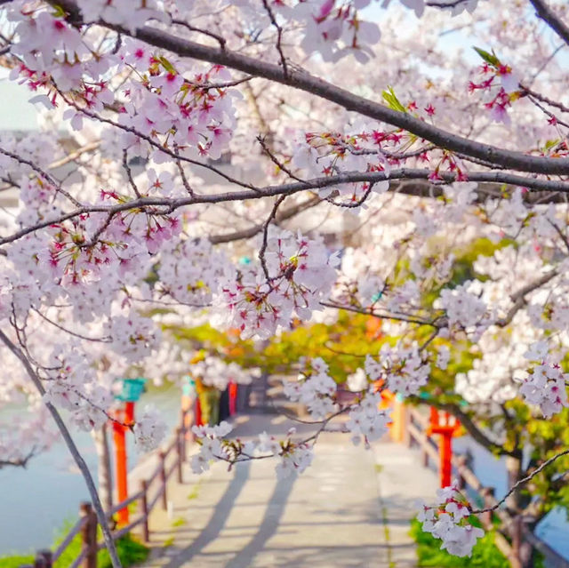 🌸 **垣生公園（Habu Park）櫻花觀賞遊覽分享** 🌸