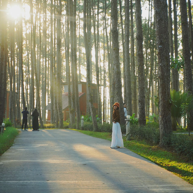 จุดเช็คอินกลางป่าสน | สวนป่าดอยบ่อหลวง