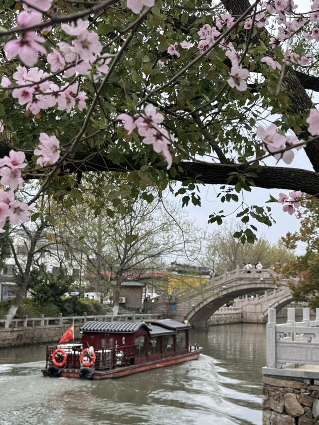 A Serendipitous Sakura Stroll: West Garden Temple’s Floral Paradise by the Canal