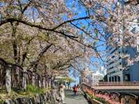 福岡-天神中央公園，河岸吉野櫻綻放美如畫！
