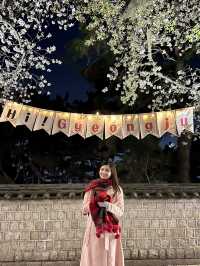 Dancing in Pink: A Dreamy Night of Sakura & Starlight in Gyeongju