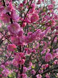 A Floral Paradise: Admiring Cherry Blossoms & Magnolias in Zhengzhou’s People’s Park