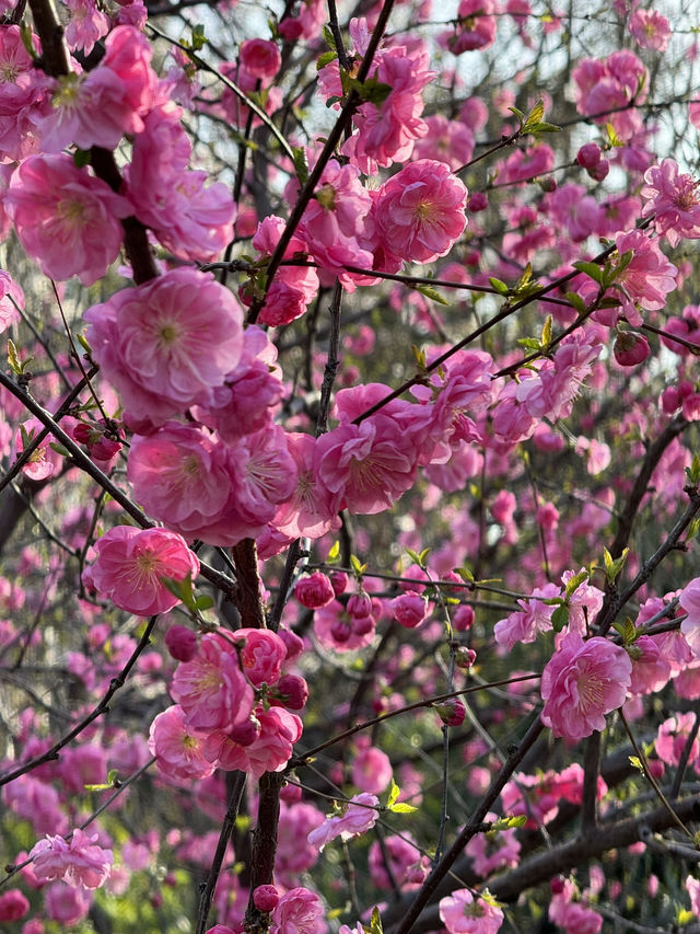 A Floral Paradise: Admiring Cherry Blossoms & Magnolias in Zhengzhou’s People’s Park